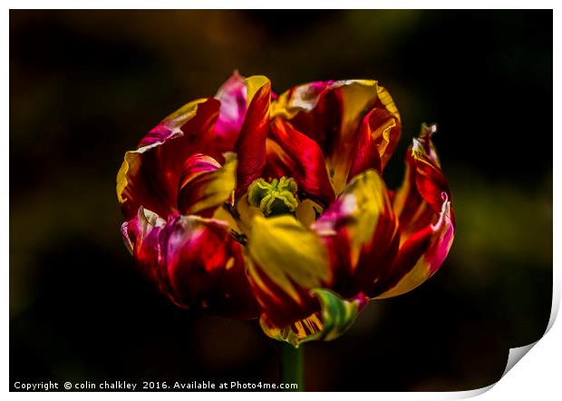 Variegated Tulip Print by colin chalkley