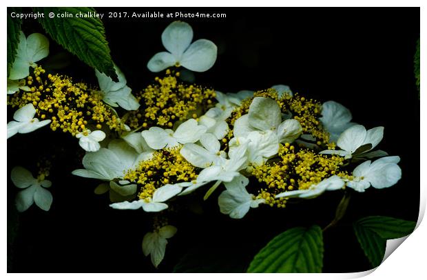 Lace Hydrangea Print by colin chalkley