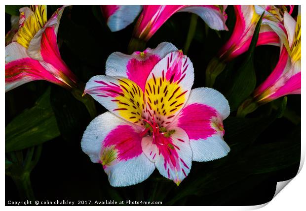 Peruvian lily  Print by colin chalkley