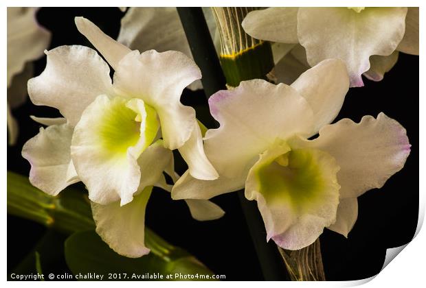 Orchids Print by colin chalkley