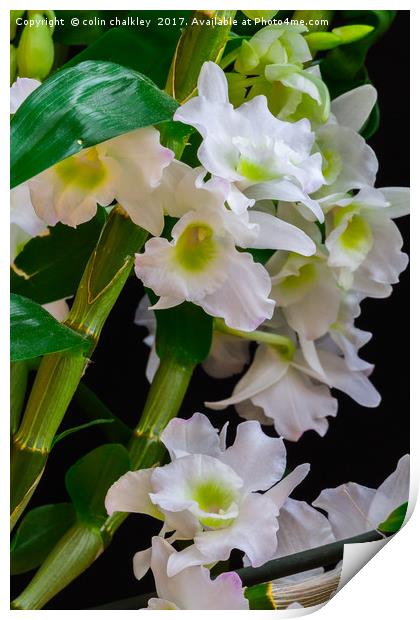 White Orchids Print by colin chalkley