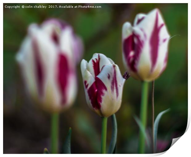 Trio of Tulips Print by colin chalkley