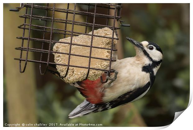 Great Spotted Woodpecker Print by colin chalkley