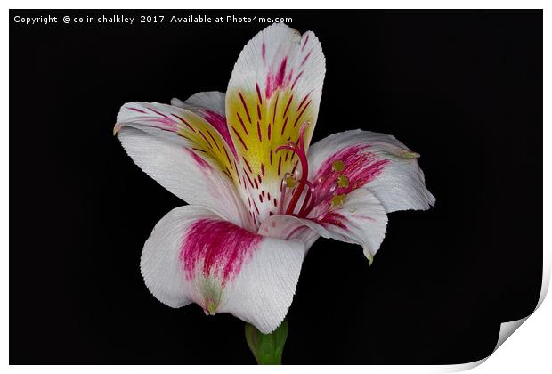 Peruvian lily Print by colin chalkley