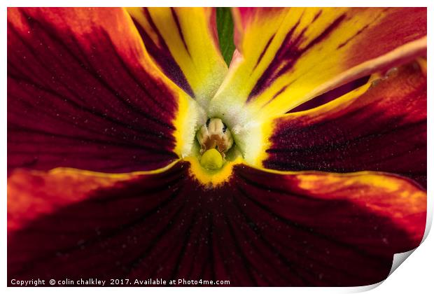 Heart of a Pansy Print by colin chalkley