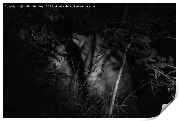 A lioness in the African Bush late at night Print by colin chalkley