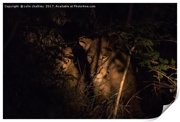 A lioness in the South African Bush late at night Print by colin chalkley