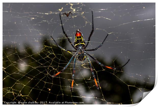 Female Golden Orb Spider  Print by colin chalkley