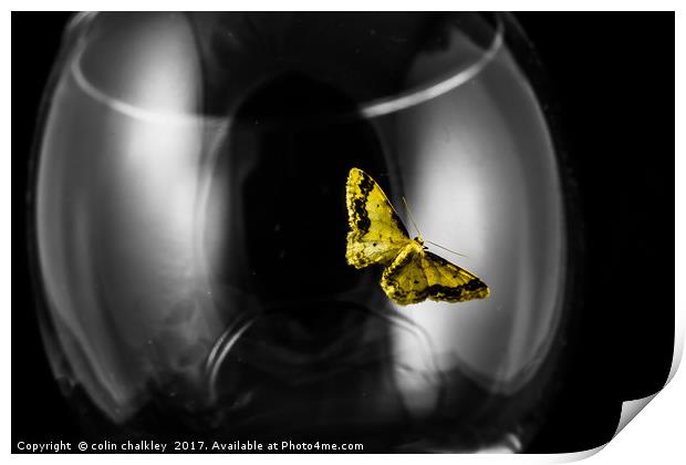 Moth on a wineglass Print by colin chalkley