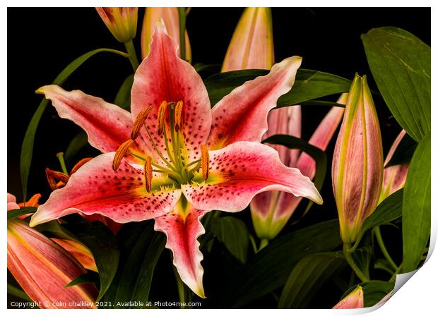 Asiatic Lily Print by colin chalkley