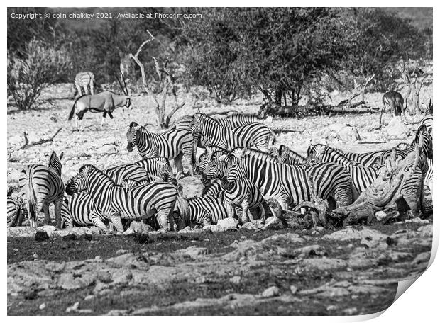 Hartmanns mountain zebra Print by colin chalkley