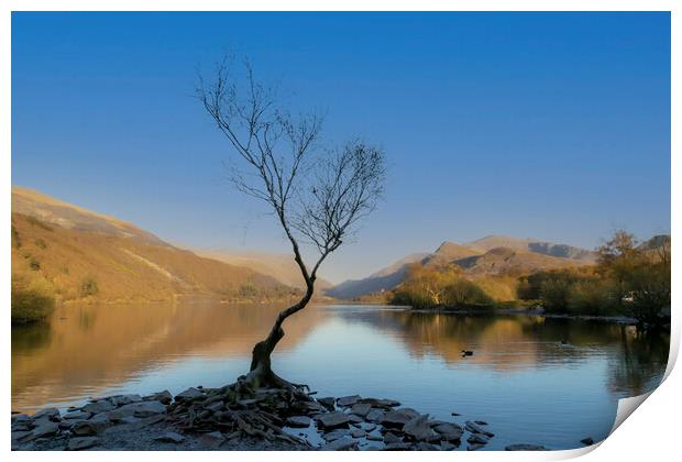 A lonely tree at Llanberis Print by Leighton Collins