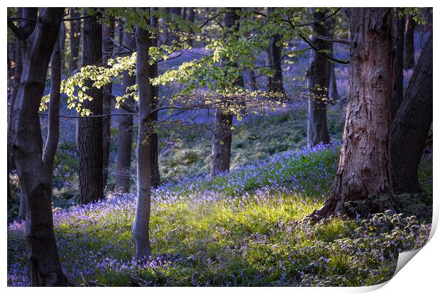 Bluebells at Margam woods  Print by Leighton Collins