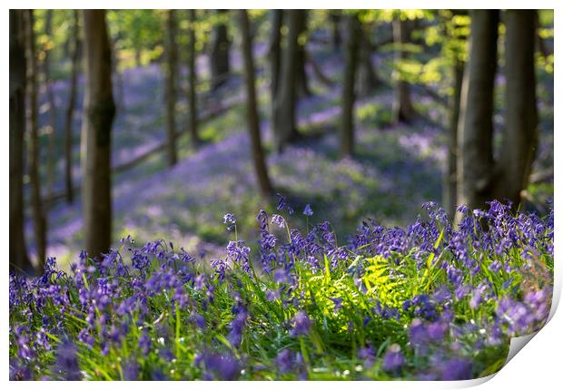 Bluebell time in a British forest Print by Leighton Collins