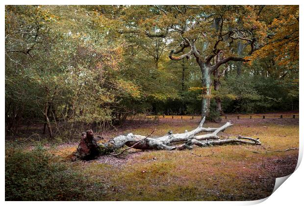 A fallen tree in the New Forest Print by Leighton Collins