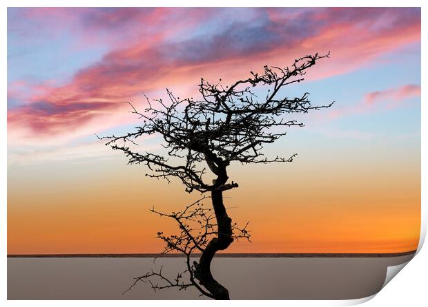 A bare tree at sunset Print by Leighton Collins