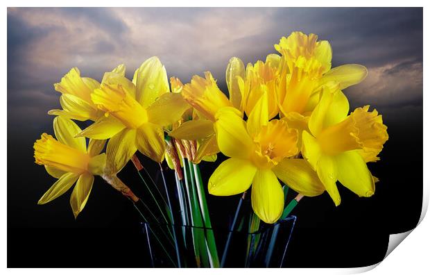 Welsh yellow Daffodils Print by Leighton Collins