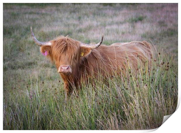 The beautiful Highland Cow Print by Leighton Collins