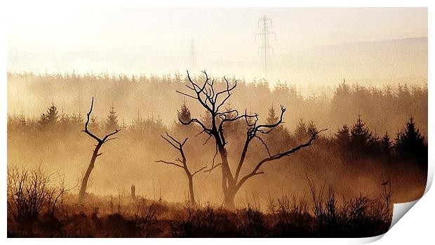 Burnt trees Print by Leighton Collins