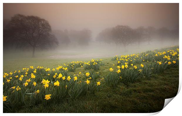 Misty Daffodils Print by Leighton Collins