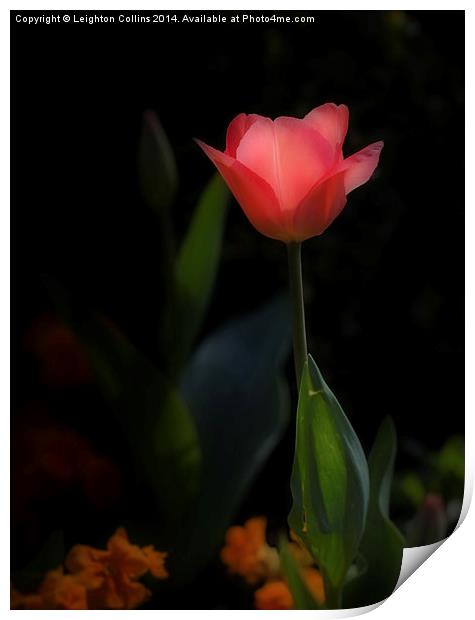Pink tulip Print by Leighton Collins