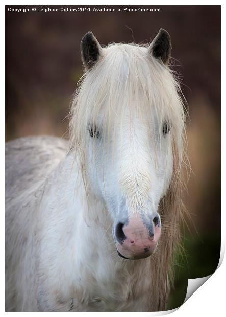 Wild Welsh mountain pony Print by Leighton Collins