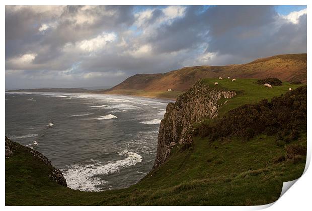  Sheep at Rhossili bay Print by Leighton Collins
