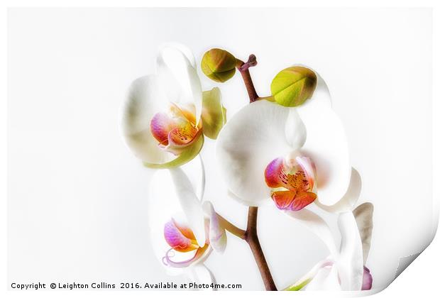 Orchids Print by Leighton Collins