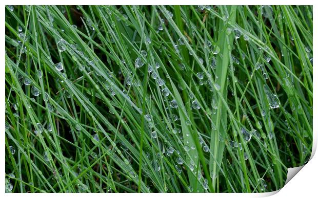 Dewdrops on grass Print by Leighton Collins