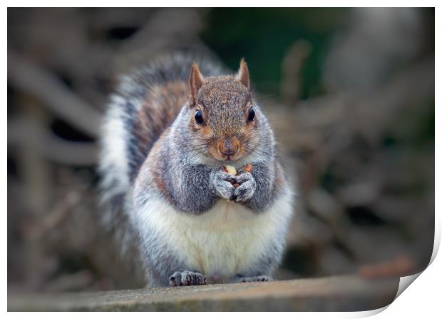 Eastern tree squirrel eating peanuts Print by Leighton Collins