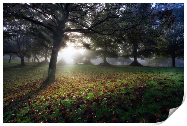 Misty morning at Ravenhill Park Print by Leighton Collins