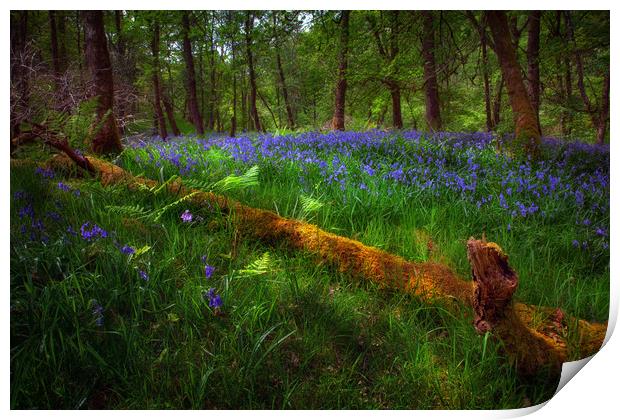 Bluebells and a fallen tree Print by Leighton Collins