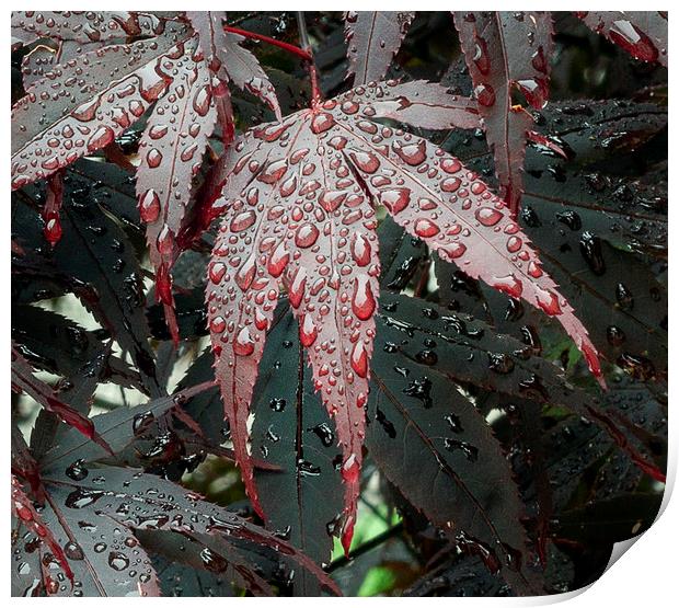Water on a Crimson Acer leaf Print by Leighton Collins