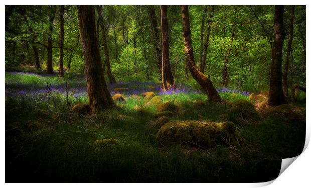 Bluebells and moss covered stones Print by Leighton Collins