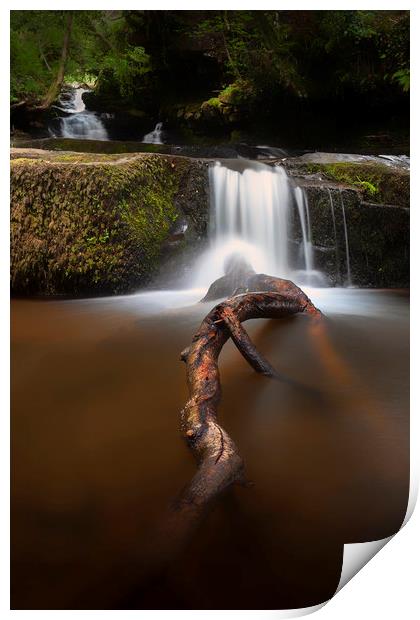 The tree branch at Blaen y Glyn Waterfalls Print by Leighton Collins