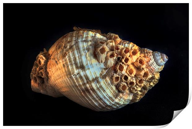 Common whelk and barnacles Print by Leighton Collins
