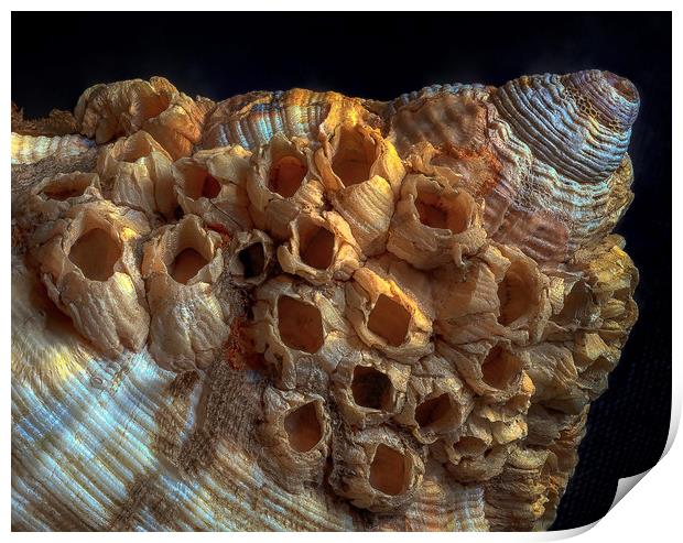 Sea shell and barnacles Print by Leighton Collins