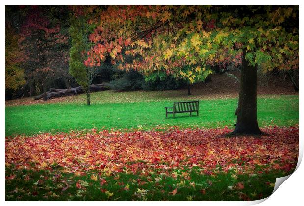 An Autumn bench at Clyne Gardens Print by Leighton Collins