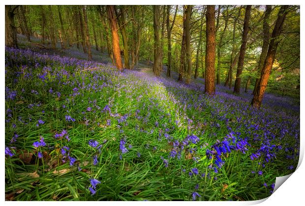 Bluebells in Ten Acre Wood Print by Leighton Collins