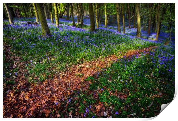 Bluebell Wood in Margam Print by Leighton Collins