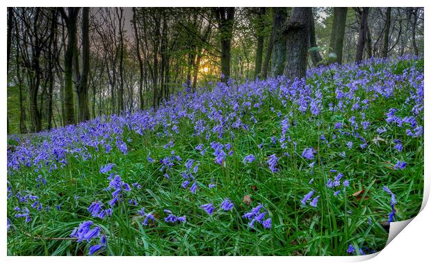 Sunset at Bluebell Wood in Margam Print by Leighton Collins