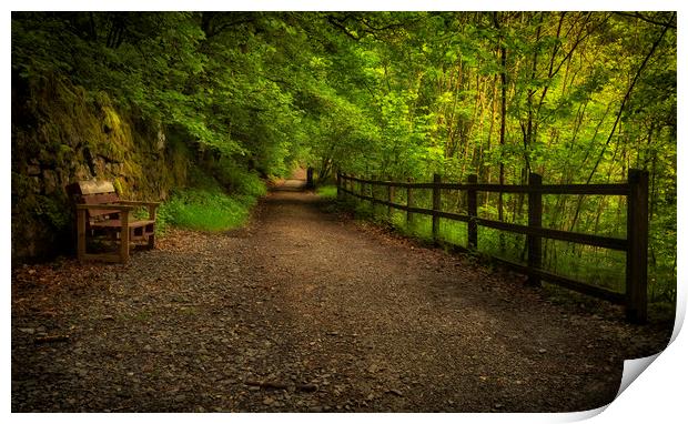 Forest walkway with fence and bench Print by Leighton Collins