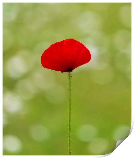 A solo Red Poppy Print by Leighton Collins