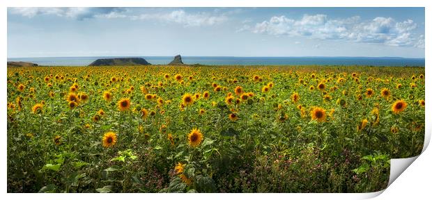 A panoramic field of Sunflowers Print by Leighton Collins