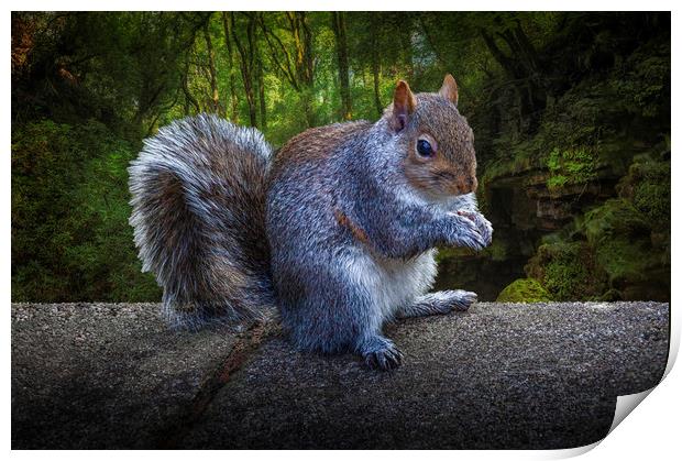 Eastern grey or gray squirrel Print by Leighton Collins