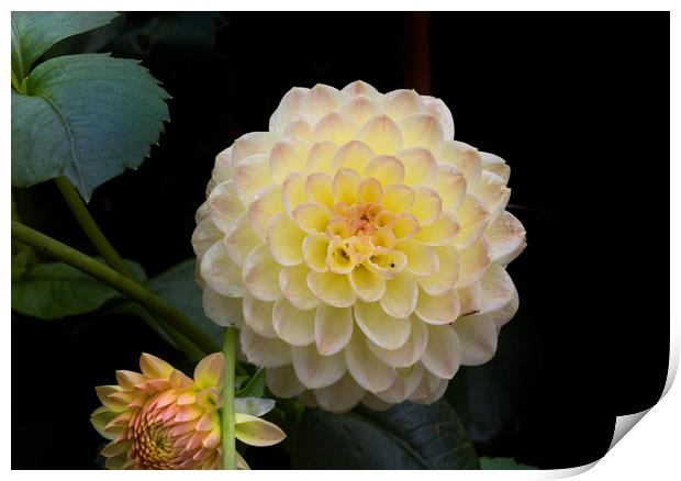 Dahlia, the national flower of Mexico. Print by Leighton Collins