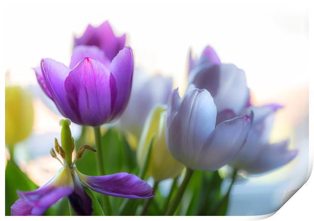 Purple tulips Print by Leighton Collins