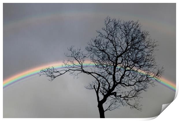 Bare tree and a double rainbow Print by Leighton Collins