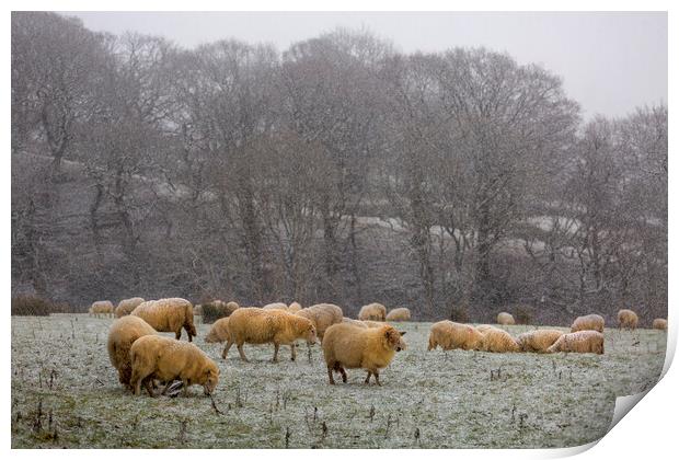 A herd of sheep in Winter Print by Leighton Collins
