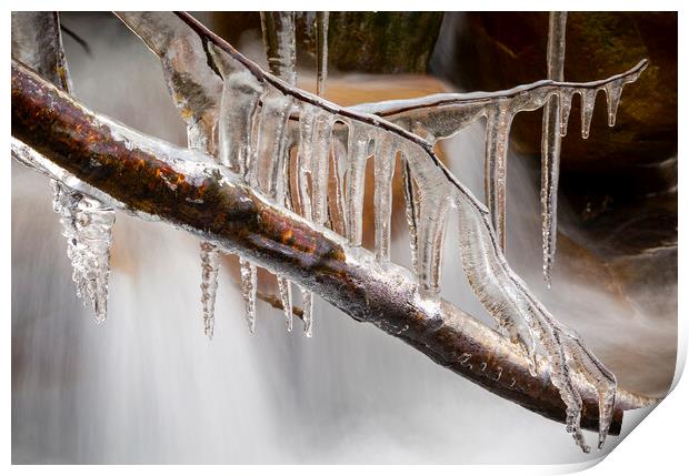 Icicles on a branch Print by Leighton Collins